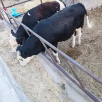 ۲ راس گوساله سیمینتال نر نذری کشتاری