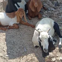 گوسفند داشتی|حیوانات مزرعه|انبارآلوم, |دیوار