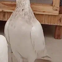 ماده هما گمشده