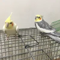 عروس هلندی مولد