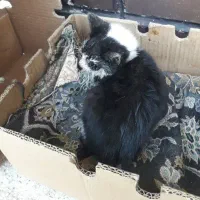 واگذاری بچه گربه نیاز به کمک|گربه|اصفهان, کوی امام|دیوار