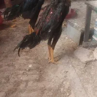 خروس لاری اوشامو