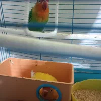 طوطی برزیلی 1800