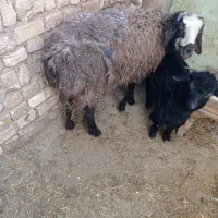 بره ماده پای قوچ