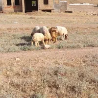 گوسفند و بره