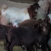 بز نر یک ساله|حیوانات مزرعه|پیر سلیمان, |دیوار