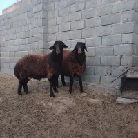 فروش دوراس بره نر همو هترو جنس الی