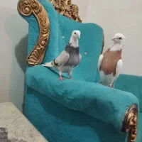 کبوتر|پرنده|تبریز, |دیوار