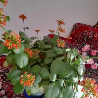گل طبیعی