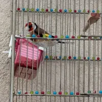 سهره چهار گل نر بخون