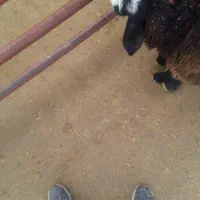 بره میش بز بزغاله|حیوانات مزرعه|دشتابی, |دیوار