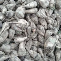 چغندرقند|عمده‌فروشی|فامنین, |دیوار