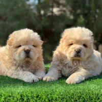 سگ چاوچاو وارداتی و داخلی چوچو