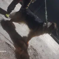 سگ ژرمن
