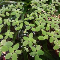 انواع گیاهان آکواریومی مقاوم و بدون نیاز به CO2|ماهی|تهران, گلستان (شهرک راه آهن)|دیوار