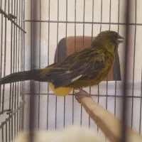 قناری کبالت چمنی مست بخون