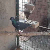 کبوتر رنگی و دورگ|پرنده|باوی, |دیوار