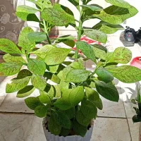 فروش گلهای زینتی