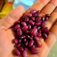 لوبیا قرمز یاقوتی ۲۲۰۰ کیلو