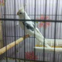 عروس هلندی دو کت پروانه ای نر