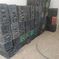سبد لیمو و گرجه ربی