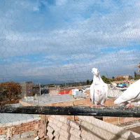 چهارعددماده|پرنده|خوی, |دیوار