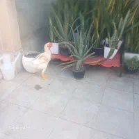 مرغ خروس فروشی