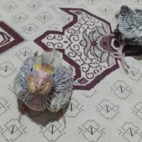 جوجه سرلاکی عروس هلندی|پرنده|نوشهر, |دیوار