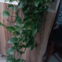 گل گل رونده