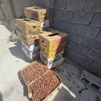 خرما کبکاب امساله درجه یک|خوردنی و آشامیدنی|تهران, ترمینال جنوب|دیوار