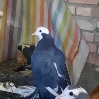 ابلاغ ماده|پرنده|اهر, |دیوار