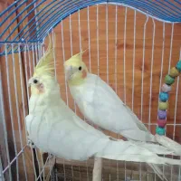 عروس هلندی لوتینیو