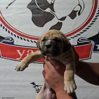 توله اصیل کنکورسو ایتالیانو|سگ|تهران, زعفرانیه|دیوار