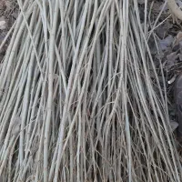 قلمه یا مومه صنوبر