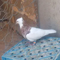 طوقی هفت رنگ|پرنده|سبزوار, دانشگاه آزاد|دیوار