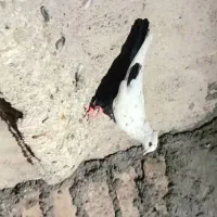 دم سیاه  تموم بزن شیش دنگ|پرنده|شیراز, احمدی جنوبی|دیوار