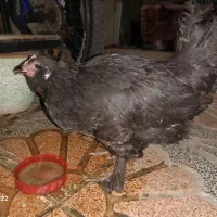 مرغ مرندی|حیوانات مزرعه|هشتگرد, شهرک راه آهن|دیوار