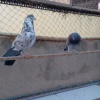 یک جفت کفتر بعداز ظهری|پرنده|تهران, هلال احمر|دیوار