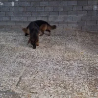 فروش ژرمن|سگ|شیراز, زرهی|دیوار