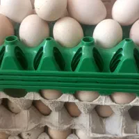 تخم مرغ رسمی