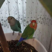 طوطی برزیلی