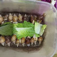 حلزون آلبینو  گوشت سفید مجانی