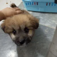 شیش میلیون قیمت