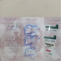 حیوان کالا نیست|گربه|شهرکرد, |دیوار