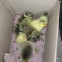 جوجه غاز