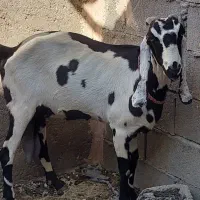 بز پنجاپ|حیوانات مزرعه|ایرانشهر, |دیوار