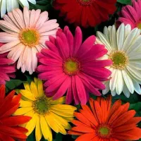 رفتن به تولد