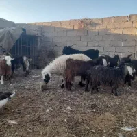 ۱۶ راس بزغاله چاق و چلبک نرو ماده به قیمت مناسب