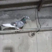 کفتر سرور