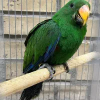 طوطی اکلکتوس